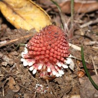 Balanophora fungosa J.R.Forst. & G.Forst.